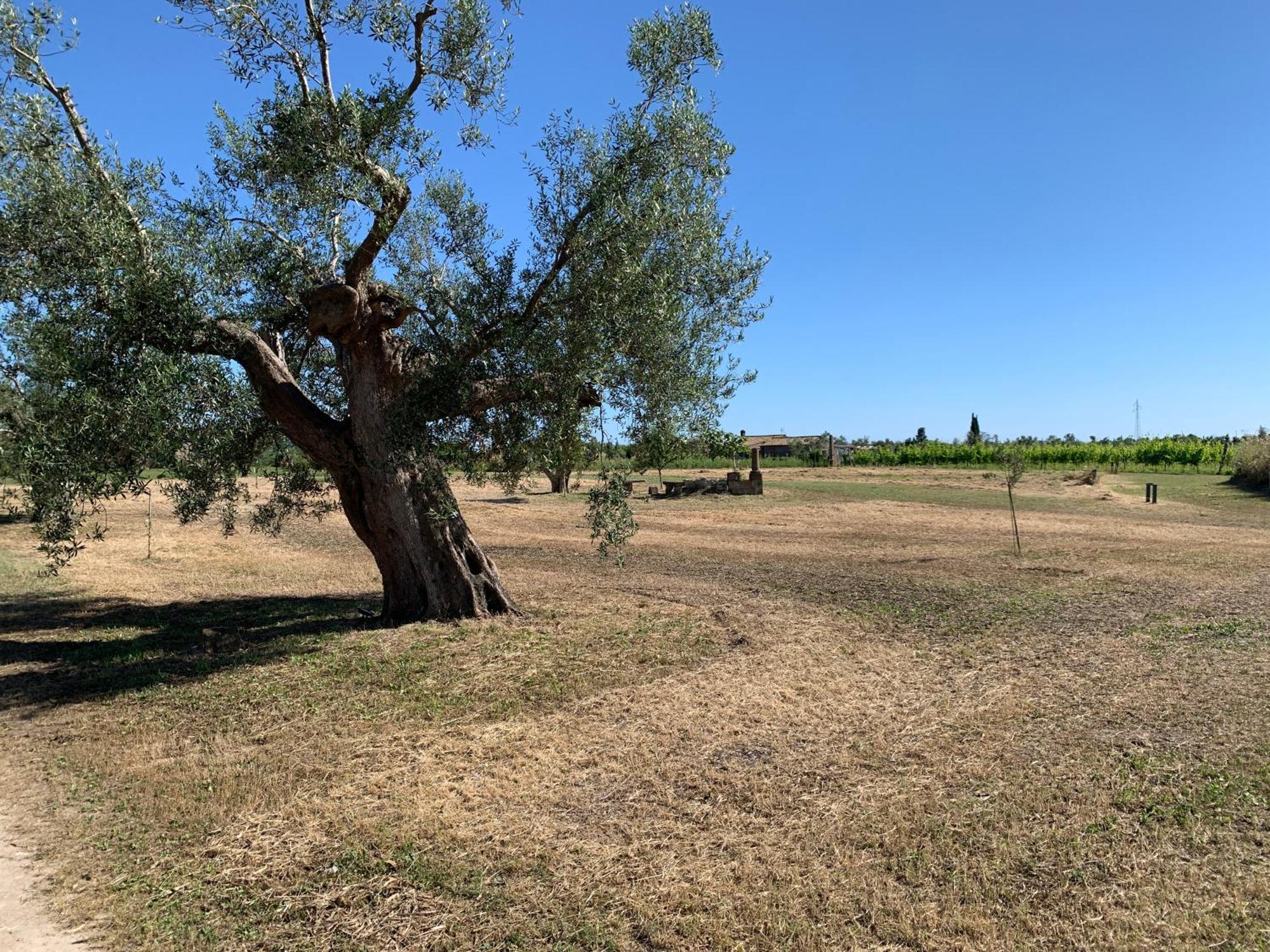 Canino Resort Fonte Vulci מראה חיצוני תמונה